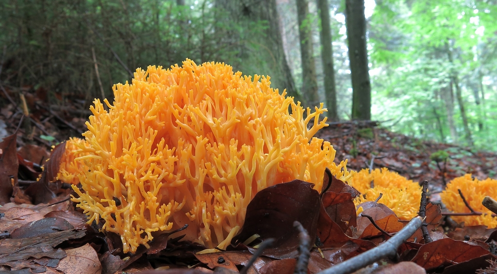 Gelbe Koralle Pilz Gelbe Koralle auf Waldboden